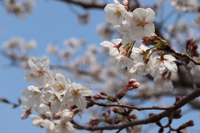 畳替え人気の季節とベストシーズンの違い 赤ちゃんに国産の置き畳